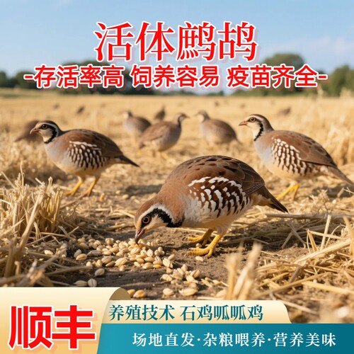 活的鹧鸪石鸡呱呱鸡飞龙包活到家