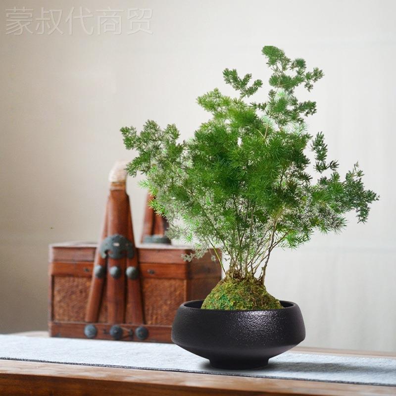 无水培皿铜钱苔藓SQZ微孔景观陶器瓷创意摆件黑色类植物专用蕨花图片