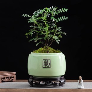 清香胡椒木花盆家居办公室桌面驱蚊植物盆景盆大号带托盘陶瓷摆件