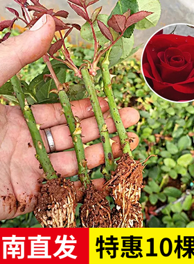 云南直发10棵玫瑰花苗小苗红玫瑰黑巴克扦插月季小苗夏季易活浓香