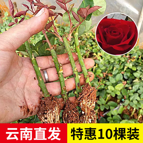 云南直发10棵玫瑰花苗小苗
