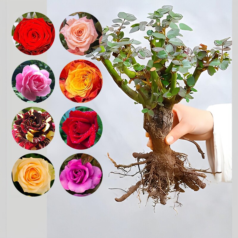 云南直发10棵玫瑰花苗树苗月季老桩红玫瑰黑巴克老根四季种浓香