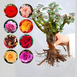 云南直发10棵玫瑰花苗树苗月季老桩红玫瑰黑巴克老根四季种浓香
