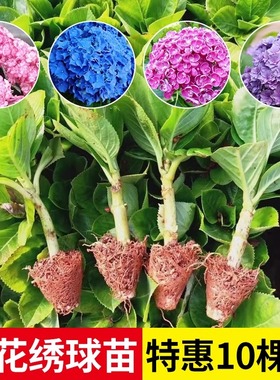 云南直发 绣球花苗小苗10棵易活 阳台盆栽大花易活植物无尽夏