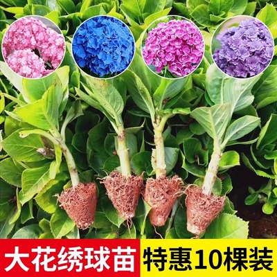 云南直发绣球花苗小苗10棵
