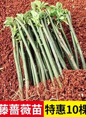 云南直发10棵蔷薇花苗爬藤夏季易活藤本月季耐寒耐热庭院植物小苗