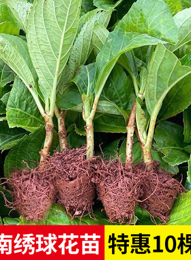 云南直发绣球花苗小苗10棵装无尽夏夏季易活室内阳台盆栽植物花卉