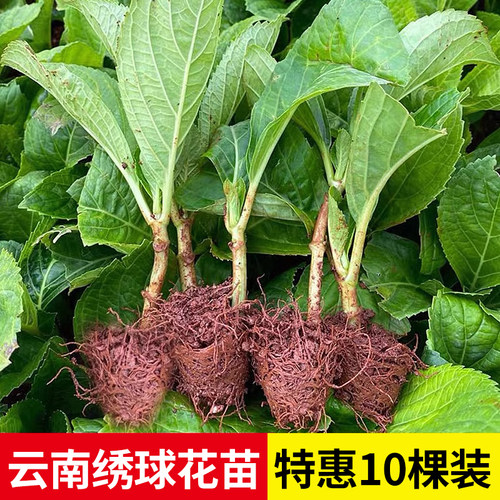 云南直发绣球花苗小苗10棵装无尽夏夏季易活室内阳台盆栽植物花卉