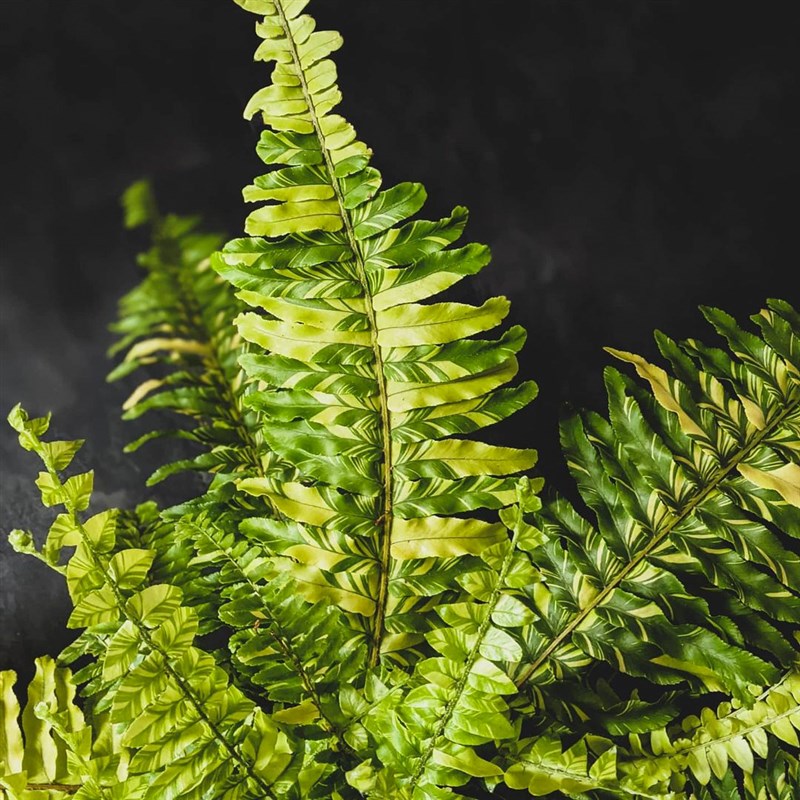 花叶肾蕨  虎蕨    Boston Tiger Fern 网红室内观叶绿植