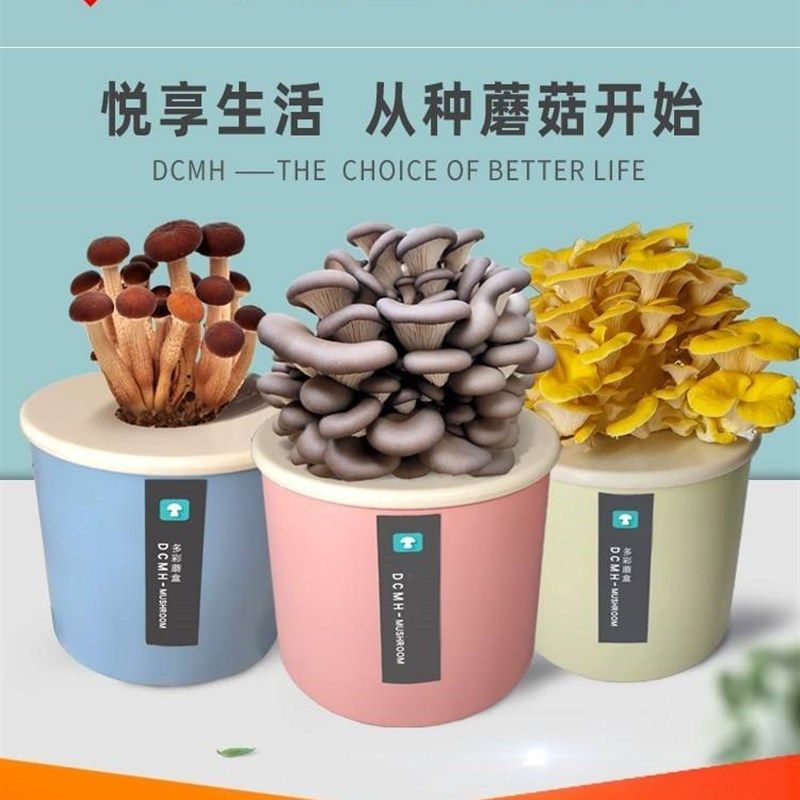养殖菌菇小朋友自养家庭鲜蘑菇学校蘑菇绿色菌包菇菌种植生长室内