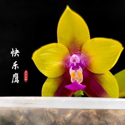 【零度生物】快乐黑鹰原生蝴蝶兰爆盆5年大苗浓香型续花型