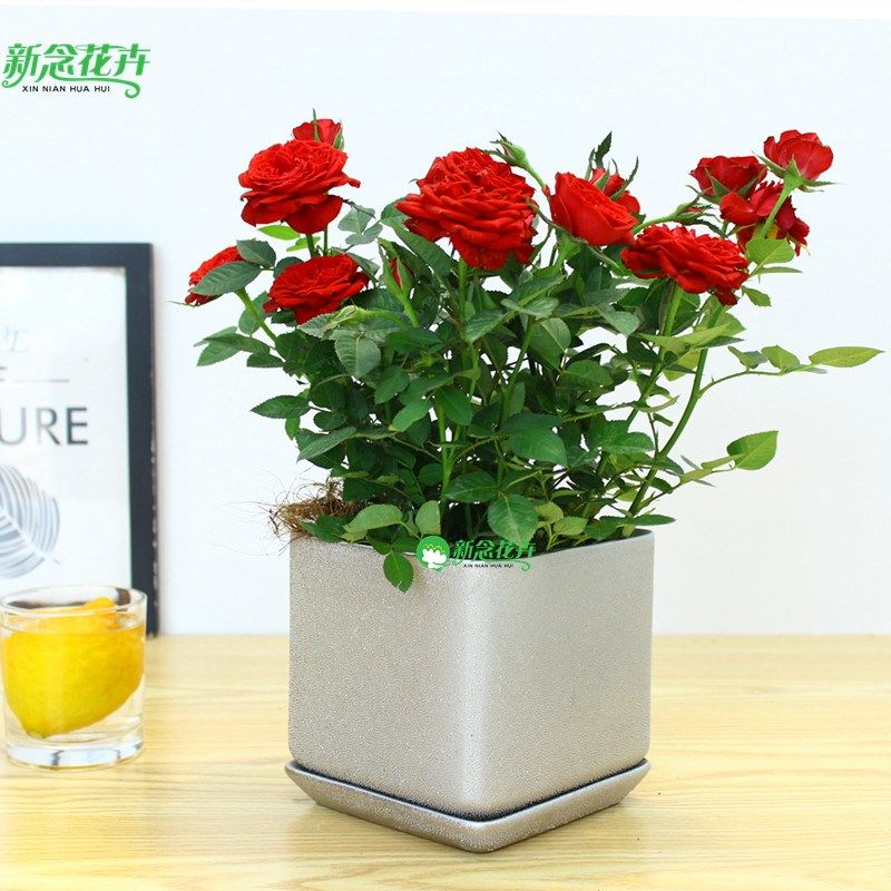 月季花盆栽花朵颜色随机花期长庭院阳台窗台院子蔷薇玫瑰花卉,鲜花速递/花卉仿真/绿植园艺,时令草本花卉,淘宝优惠券,粉丝福利购,淘宝优惠卷