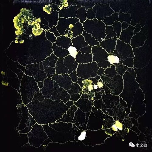 黏菌迷宫菌种史莱姆饲养套装学生小型好养小宠物曳尾菌培养粘菌