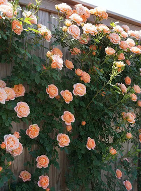 藤甜梦藤本月季花大苗盆栽阳台爬藤四季花卉植物庭院橙色蔷薇花苗