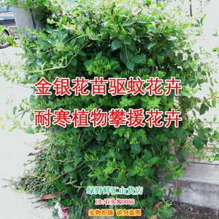 冬天不怕冻的花绿化金银花树苗盆栽爬藤植物庭院生长快四季花卉