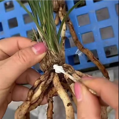 【达克灵精】兰花分苗涂抹伤口切口封口黑斑 + 好康多奥绿缓释肥