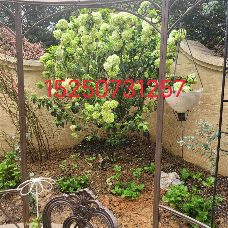 中华木绣球树苗大花斗球苗木本绣球树苗别墅庭院地栽盆栽绣球花苗,鲜花速递/花卉仿真/绿植园艺,绣球/木绣球/木本植物,淘宝优惠券,粉丝福利购,淘宝优惠卷