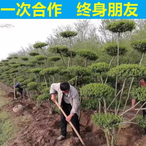 小叶女贞造型树风景树庭院别墅绿化篱笆围墙植物观叶四季常青苗木
