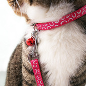 狗狗猫咪牵引绳猫绳子拉项带套脖遛狗绳小型犬栓猫绳宠物用品