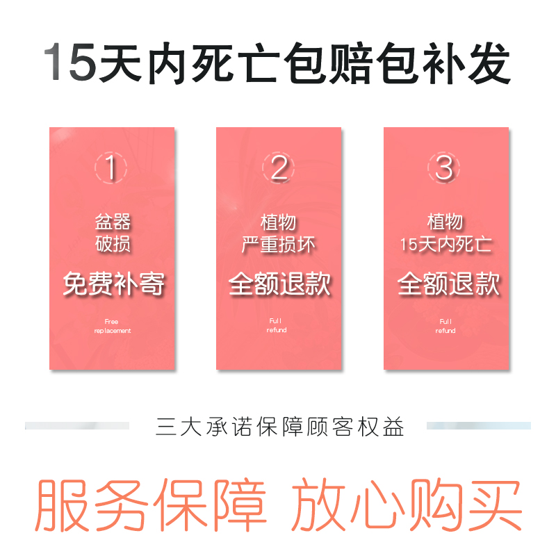 金枝玉叶盆栽造型老桩罕见多肉植物稀有品种老庄大株肉肉花卉盆景
