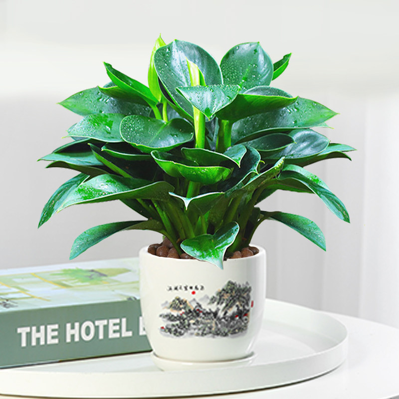 金钻盆栽植物绿公主水培办公室万年青绿植除甲醛多肉室内花卉易活,鲜花速递/花卉仿真/绿植园艺,绿植,淘宝优惠券,粉丝福利购,淘宝优惠卷