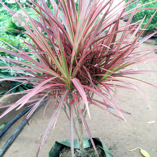 红边竹蕉三色龙血树剑叶龙铁树三色铁彩铁桌面盆栽绿植包邮