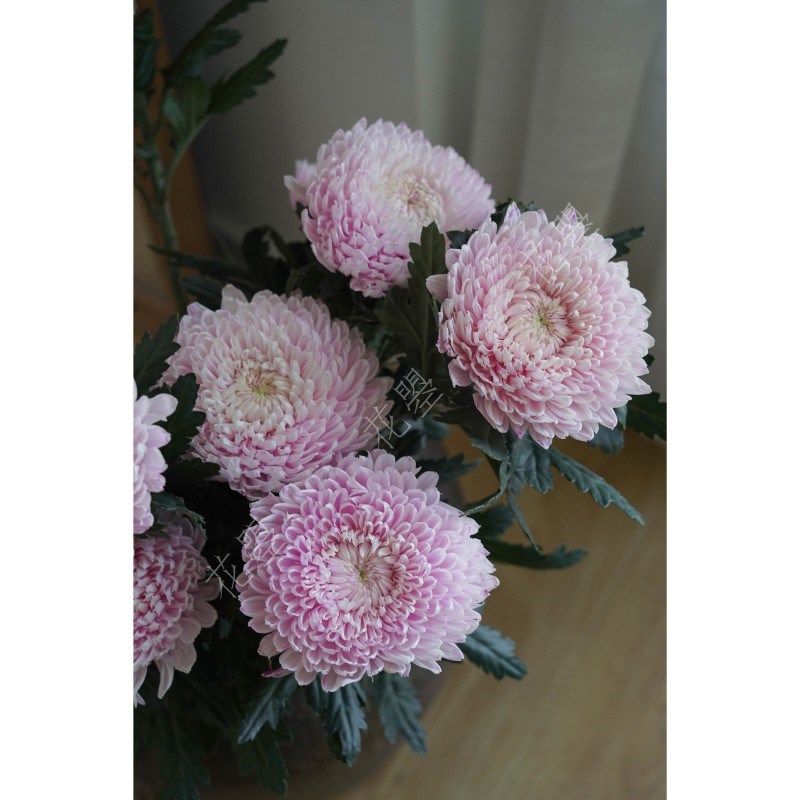 花曌 温柔樱花粉色牡丹菊鲜花水养真花家居瓶插花餐桌书桌面插花