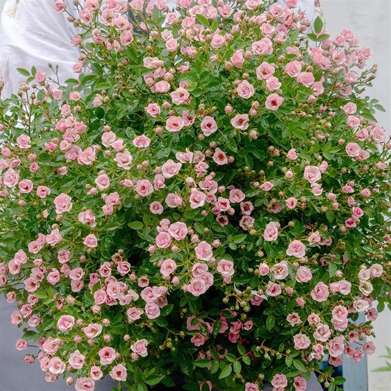 超微满天星月季花苗开花玫瑰小苗四季盆栽花卉爬藤植物蔷薇树绿植,鲜花速递/花卉仿真/绿植园艺,月季/蔷薇/玫瑰,淘宝优惠券,粉丝福利购,淘宝优惠卷