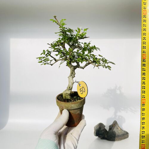 一物一拍迷你拇指盆对节白蜡小微型熟桩矮霸掌中宝盆景绿植茶杯盆