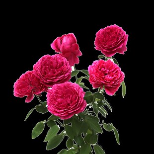 天狼月季  惊鸿 自育月季玫瑰 多季大花直立型灌木月季耐热