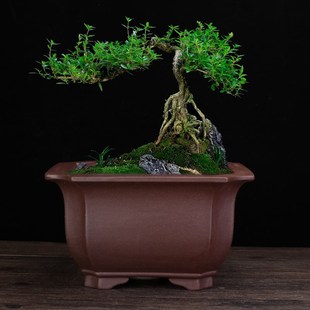 紫砂兰花盆精品大号四方客厅古典高档盆景盆榕树蝴蝶兰君子兰专用