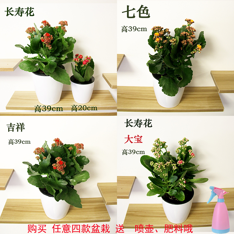 发财树绿萝栀子花带苞吊兰富贵竹长寿花芦荟九里香橡皮树红掌盆栽