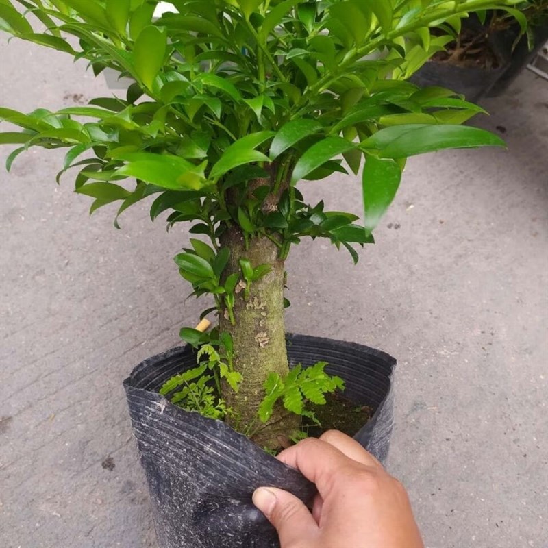 竹柏花卉平安竹长寿竹盆栽绿植精品客厅室内外易四季常青净化空气