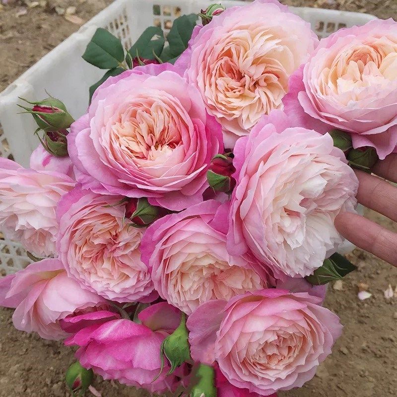 康斯坦茨月季花苗开花玫瑰小苗四季盆栽花卉爬藤植物蔷薇树苗绿植,鲜花速递/花卉仿真/绿植园艺,月季/蔷薇/玫瑰,淘宝优惠券,粉丝福利购,淘宝优惠卷