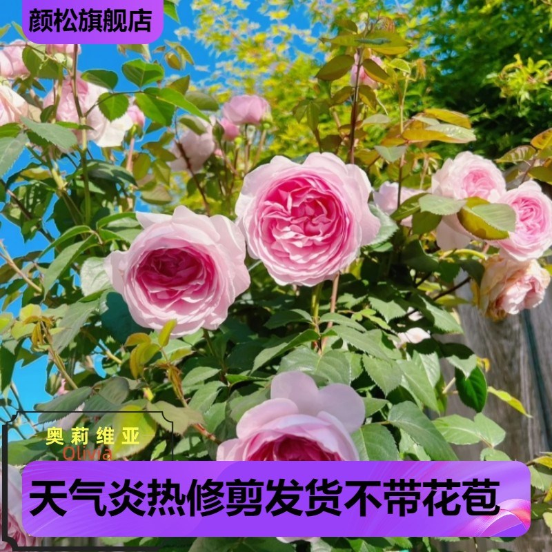 奥莉薇亚oliva奥斯汀玫瑰月季花苗大花浓香多头四季开花阳台庭院