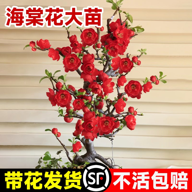 长寿冠海棠花盆栽四季开花盆景重瓣海棠花树苗花卉植物室内绿植禄