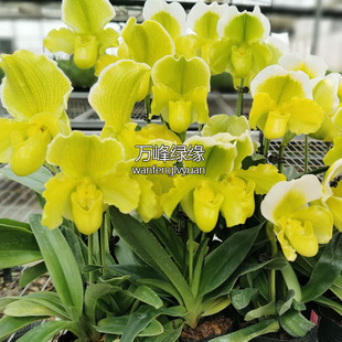 绿缘兰花带花苞 绿肉饼 红肉饼兜兰花期长大花兜兰室内桌面盆栽