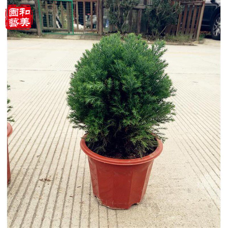 皮球松盆栽 多年生常绿乔木 松柏球皮球柏 自然成圆形 耐热耐寒