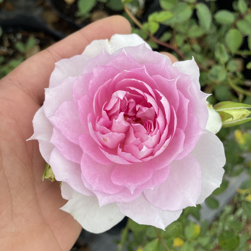 夏利玛日月超新品河本系列月季四季勤花抗病阳台盆栽花卉植物,鲜花速递/花卉仿真/绿植园艺,月季/蔷薇/玫瑰,淘宝优惠券,粉丝福利购,淘宝优惠卷