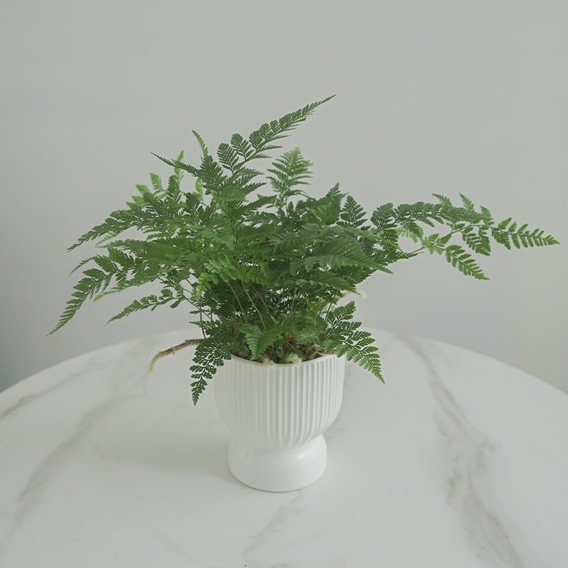 狼尾蕨绿植盆栽办公室内桌面窗台四季常青耐阴蕨类观赏绿色植物,鲜花速递/花卉仿真/绿植园艺,造型盆景,淘宝优惠券,粉丝福利购,淘宝优惠卷