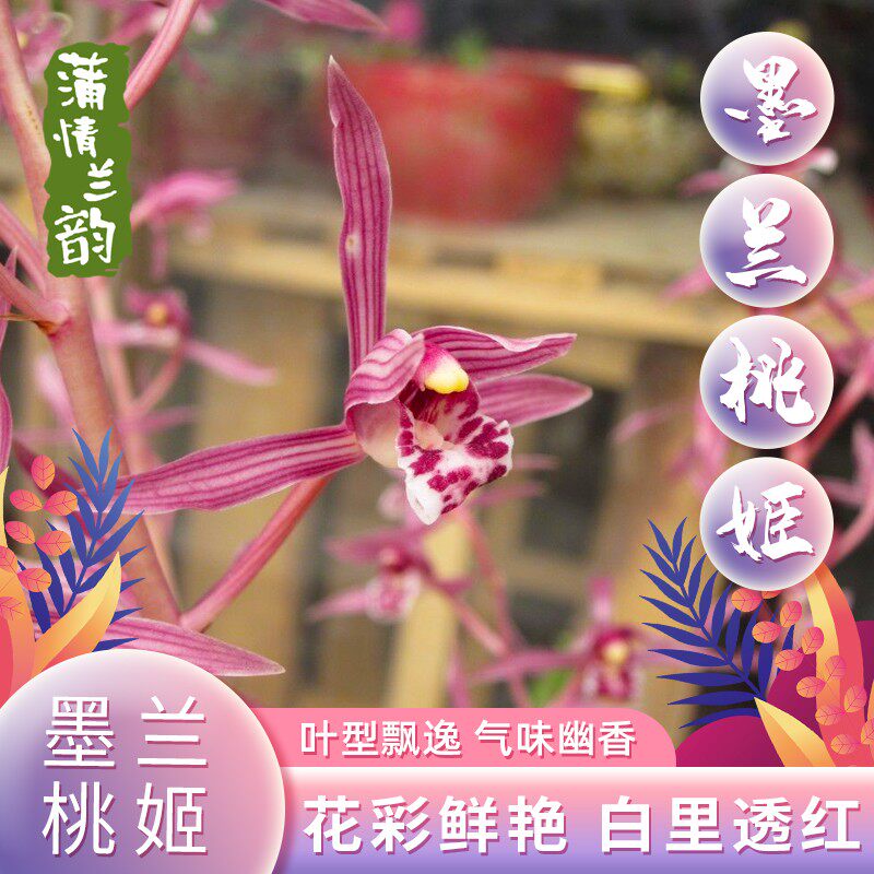 花香绿植小盆栽兰花 冬季带花苞苗-兰花-墨兰-桃姬室内花卉植物