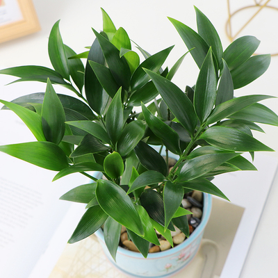 水培驱蚊竹植物竹富贵竹水养长寿发财竹柏室内客厅花卉盆栽花卉苗