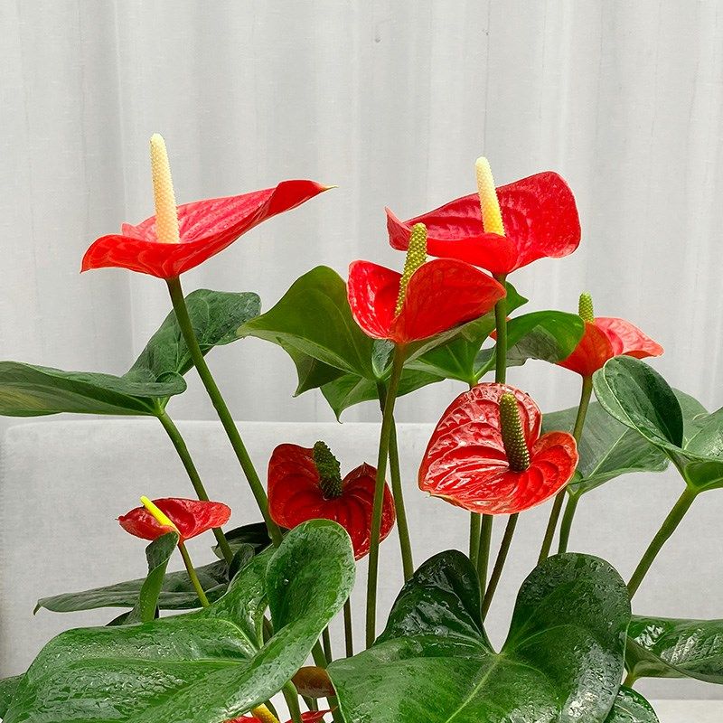 红掌重庆森海植物桌面盆栽年宵搬家节日净化空气礼品花卉专车送,鲜花速递/花卉仿真/绿植园艺,红掌/凤梨/温室花卉,淘宝优惠券,粉丝福利购,淘宝优惠卷