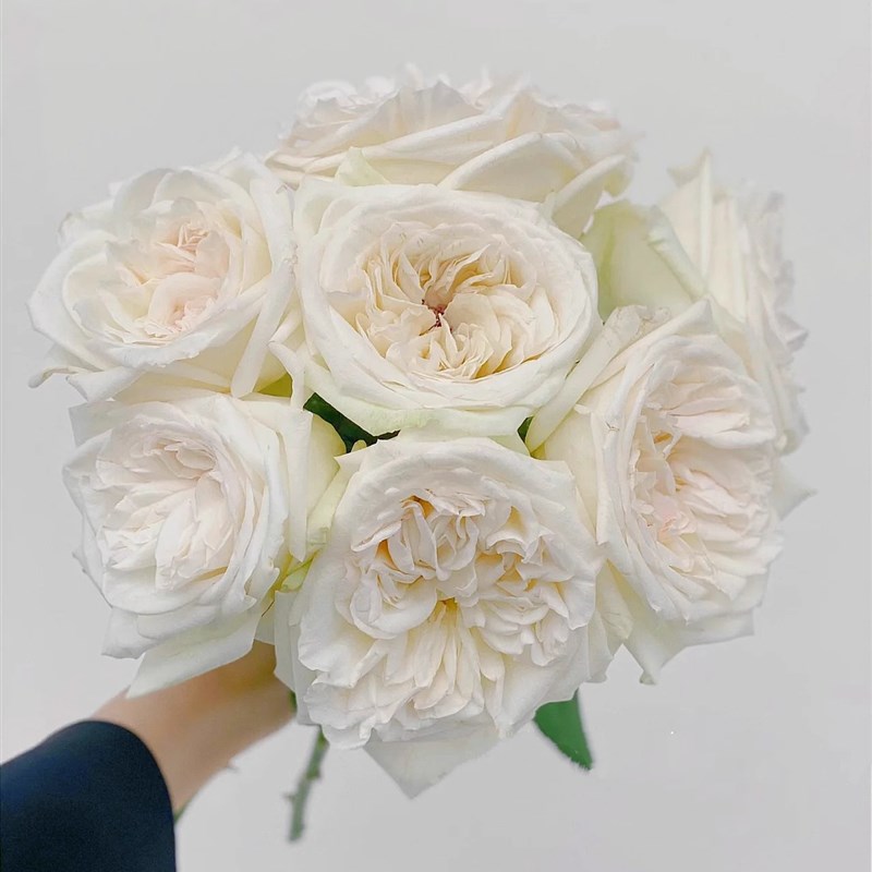 白荔枝扦插苗 切花玫瑰花苗 果香浓香 勤花大花月季 绿植盆栽