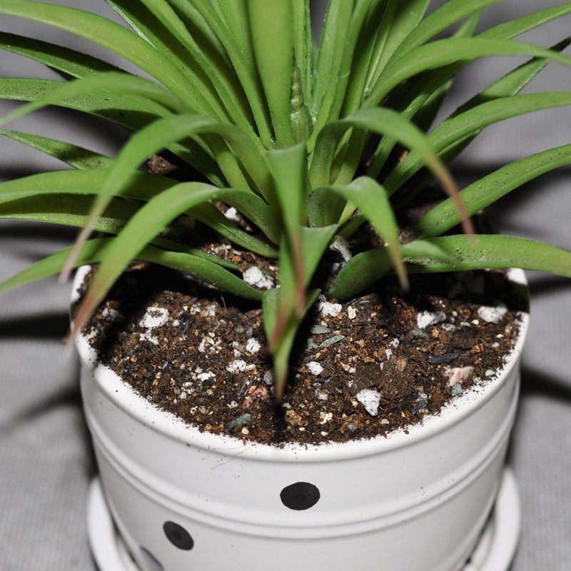 阳台庭院盆栽仙人球多肉玫瑰月季营养土家用君子兰观叶养花种花土,鲜花速递/花卉仿真/绿植园艺,介质/营养土,淘宝优惠券,粉丝福利购,淘宝优惠卷