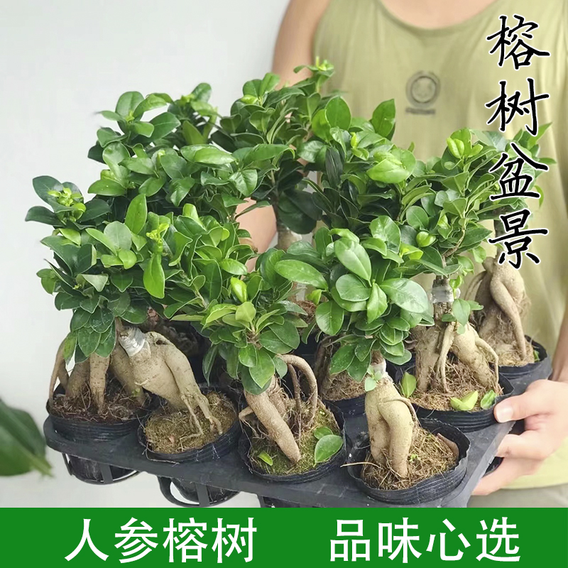 人参小叶榕树盆景大型老桩提根树苗办公室内桌面金钱绿植盆栽花卉