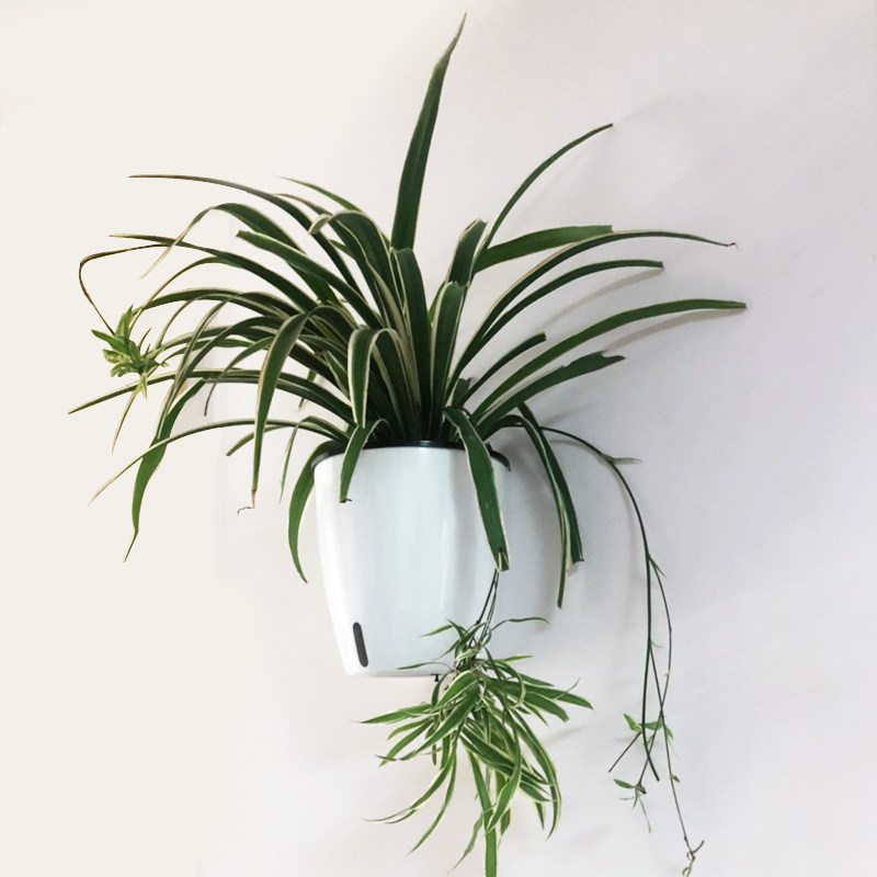 挂墙壁挂花盆墙上塑料吊兰绿箩花盆可储水懒人自吸水贴墙水培花盆,鲜花速递/花卉仿真/绿植园艺,花盆,淘宝优惠券,粉丝福利购,淘宝优惠卷