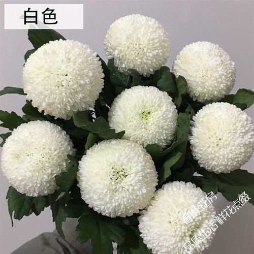新鲜乒乓菊鲜花家用水养花期长云南昆明家庭办公室宴会插花