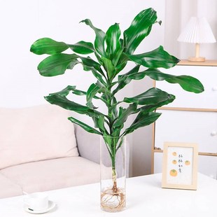 大型水培螺纹铁北欧风高杆摇钱树发财树客厅净化空气四季常青植物