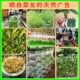 豆芽盘发芽盆水培黄绿黑豆芽苗菜种植蔬菜豆芽机桶罐专用泡发神器
